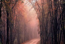 蒂姆官方宣布领先优势明显新规，澳大利亚队引发争议！上演精彩一战(澳大利亚真实事件蒂姆和琼)